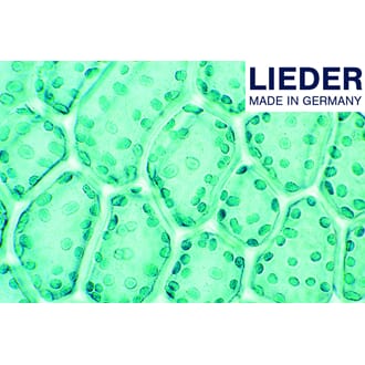 Mikropreparatsett, planteceller, Lieder