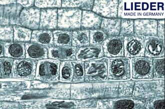 Mitose, lengdesnitt, rotspiss av løk (Allium), 1 stk, Lieder