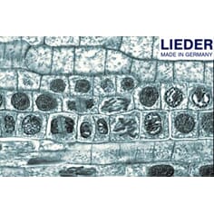 Mitose, lengdesnitt, rotspiss av løk (Allium), 1 stk, Lieder