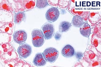 Meiose, tverrsnitt, lilje (Lilium), 1 stk, Lieder