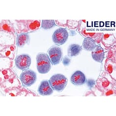 Meiose, tverrsnitt, lilje (Lilium), 1 stk, Lieder