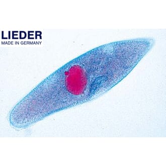 Tøffeldyr, makro- og mikrokjerner, Lieder
