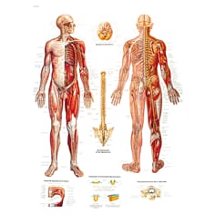 Nervesystemet plansje, laminert plakat, 50x67cm