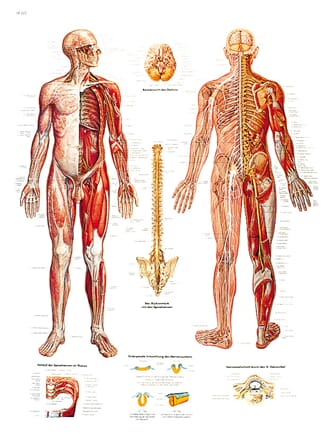 Nervesystemet plansje, laminert plakat, 50x67cm