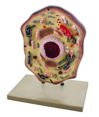 Dyrecelle stor (48 cm) modell