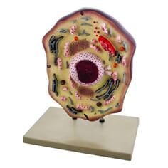 Dyrecelle, stor modell på plate