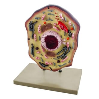 Dyrecelle, stor modell på plate