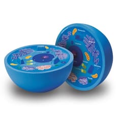 Dyrecelle, todelt modell