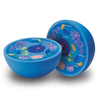 Dyrecelle, todelt modell