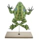 309020-Frosk disseksjon 1