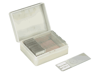 Mikropreparater, mitose, 15 stk