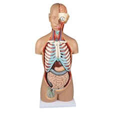 Torso med åpen rygg, 17 deler