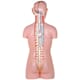 301002 a-Torso med åpen rygg, 17 deler