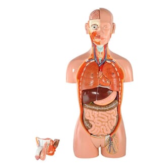 Torso med åpen rygg, 28 deler