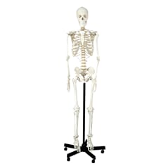 Skjelett, standardutførelse