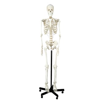 Skjelett, modell på stativ