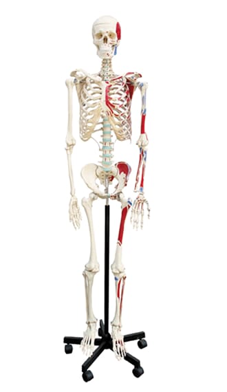 Skjelett med muskelfester