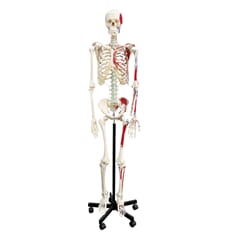 Skjelett med muskelfester