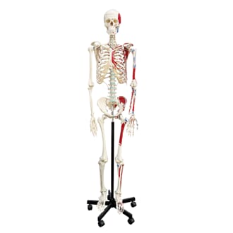 Skjelett med muskelfester