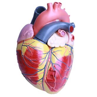 Hjertemodell, delbar i 3 deler