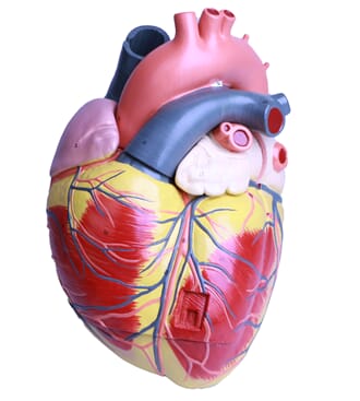 Hjertemodell, stor, 3 deler