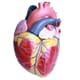 Hjertemodell, stor, 3 deler