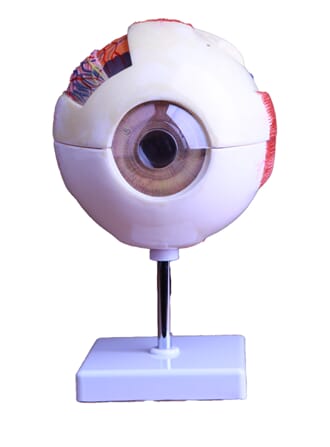 Øyemodell, delbar i 6 deler