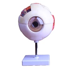 Øyemodell, delbar i 6 deler