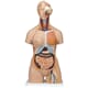 Torso i full størrelse 28 deler, 3B